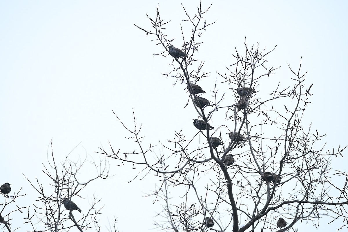 European Starling - ML645321425