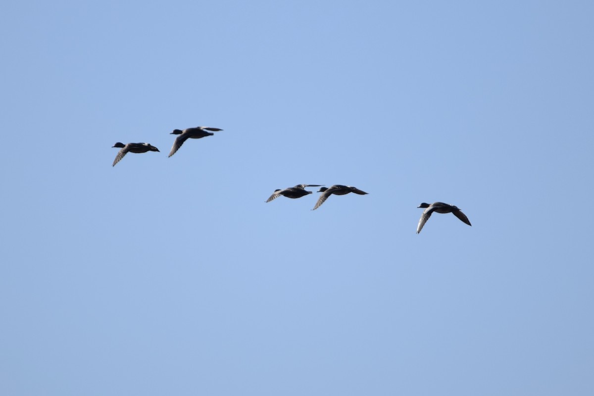 Canard branchu - ML645321432