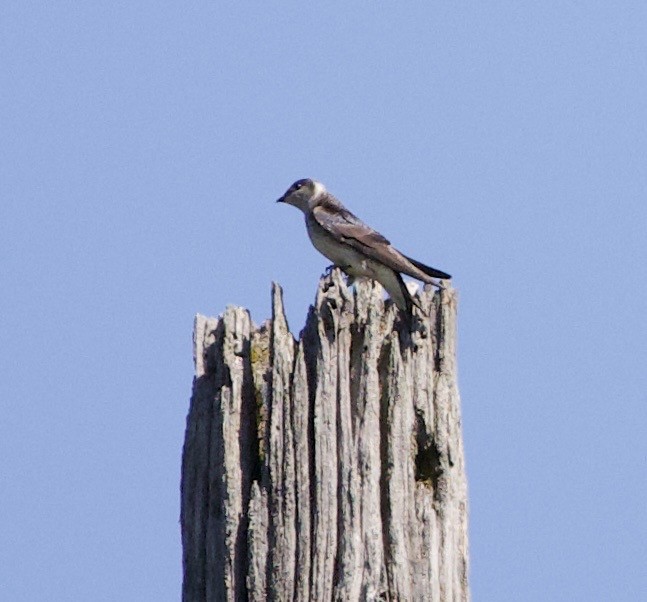 Purple Martin - ML645321436