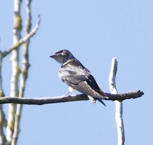Purple Martin - ML645321437