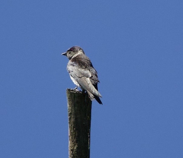 Purple Martin - ML645321438