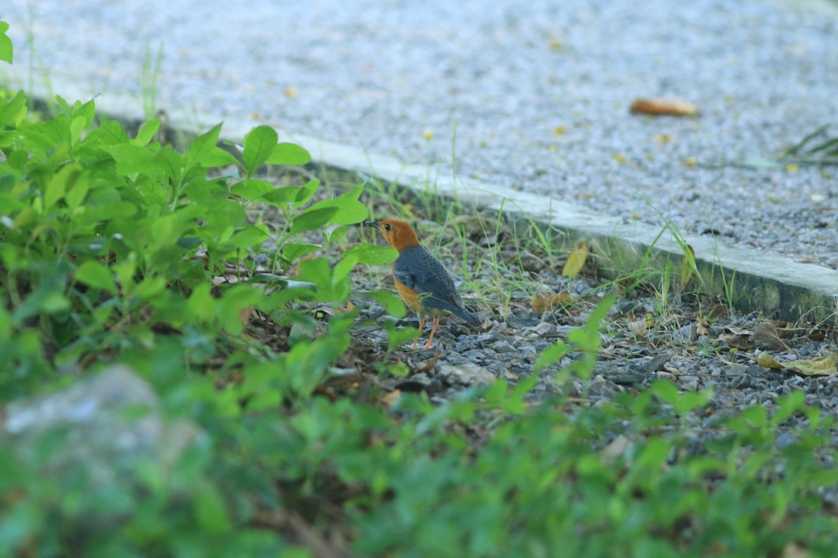 Orange-headed Thrush - ML645321443