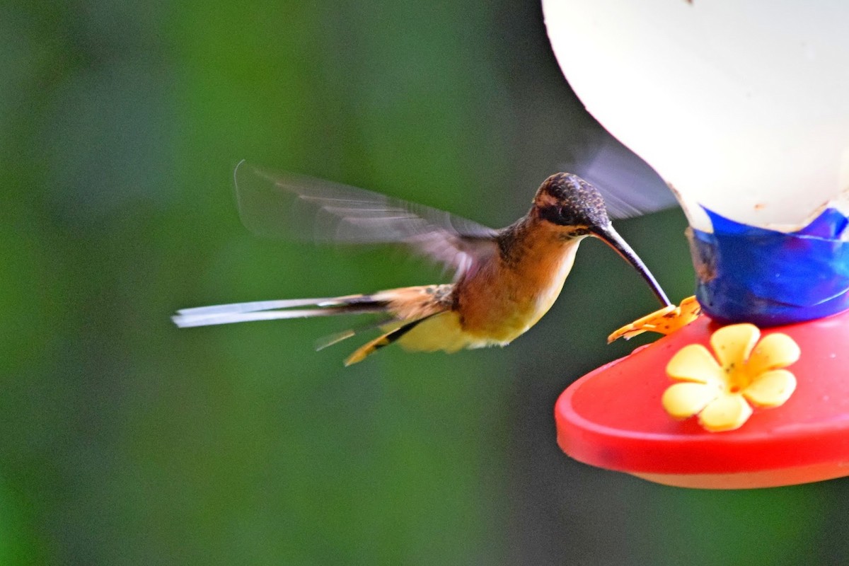 Tawny-bellied Hermit - ML645321457