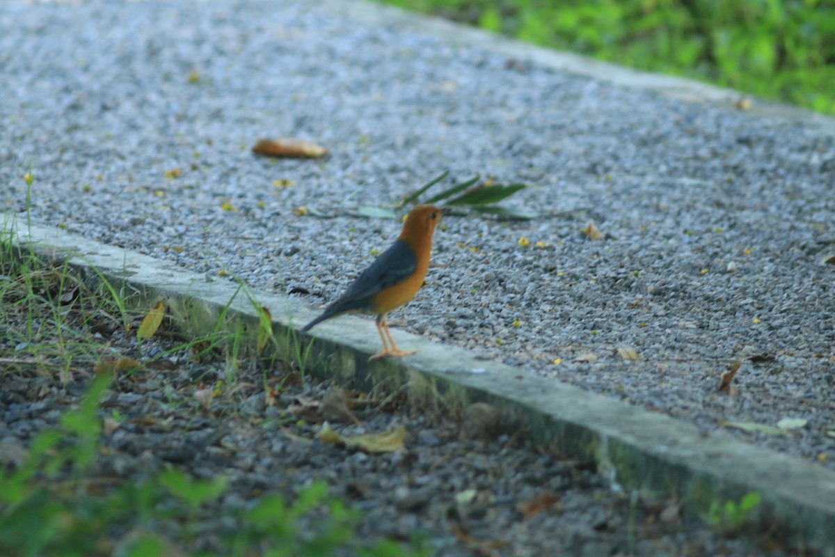 Orange-headed Thrush - ML645321465