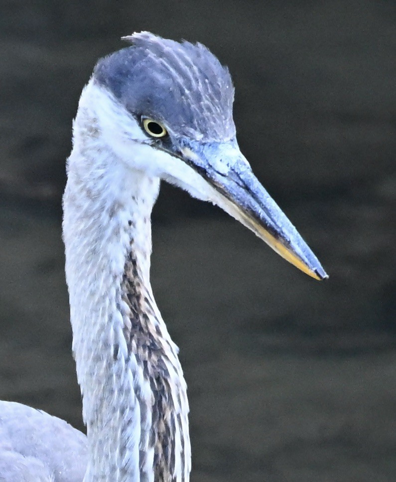 Great Blue Heron - ML645321493