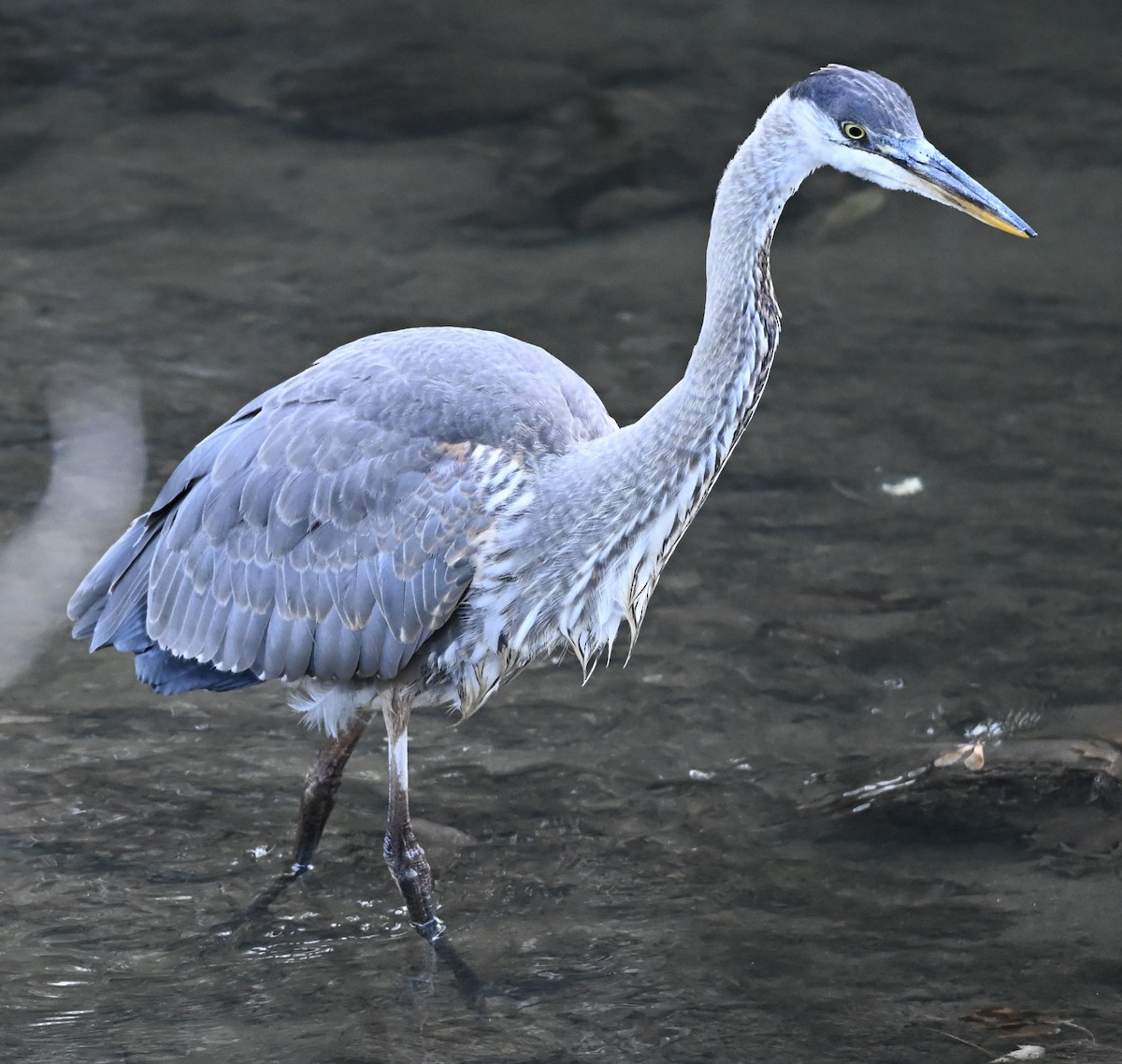 Great Blue Heron - ML645321494