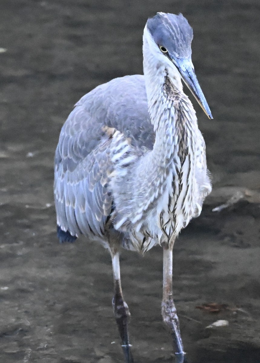Great Blue Heron - ML645321495