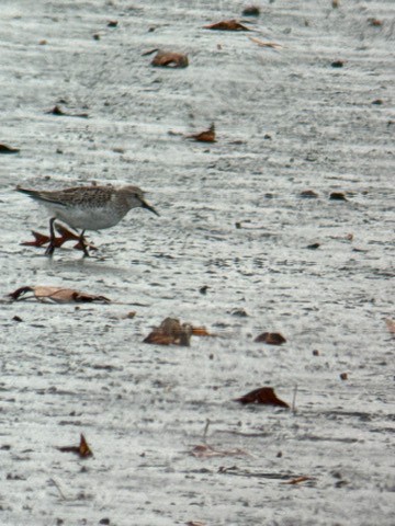 Бонапартов песочник - ML645321507