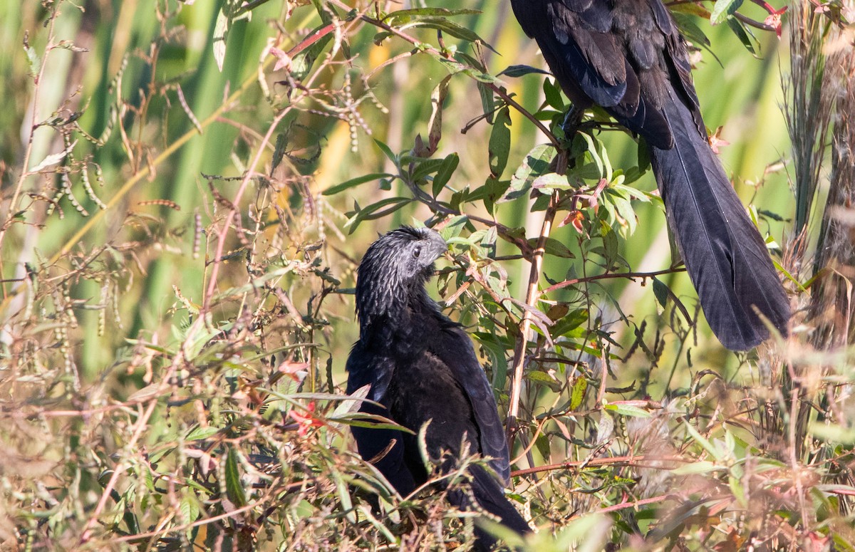 Groove-billed Ani - ML645321514