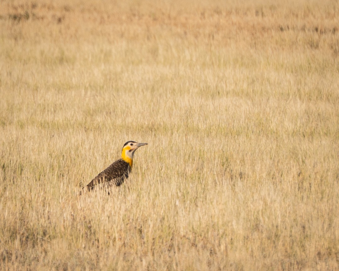 Campo Flicker - ML645321524