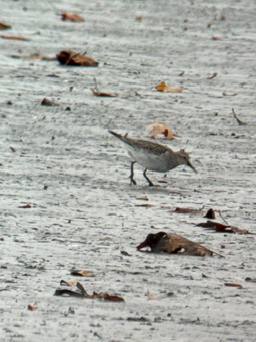 Бонапартов песочник - ML645321528