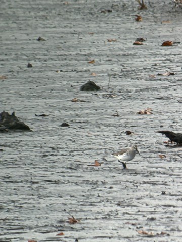 Dunlin - ML645321531