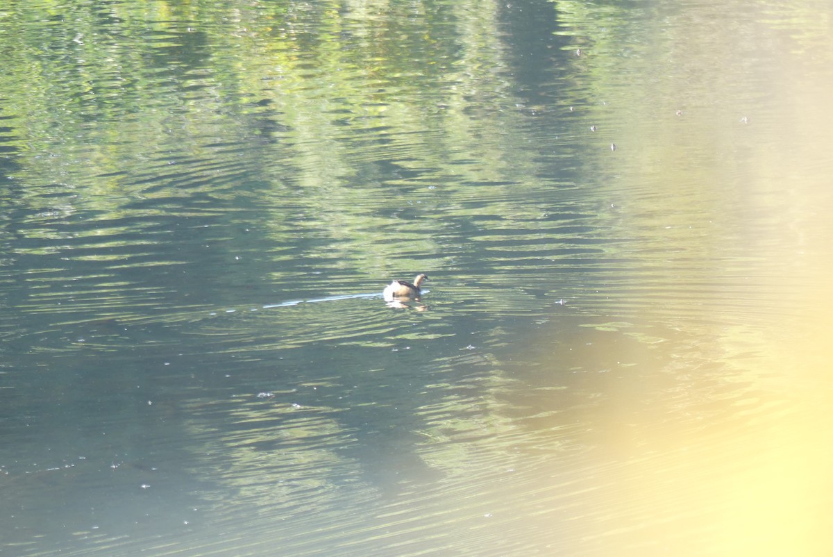 dvergdykker - ML645321535