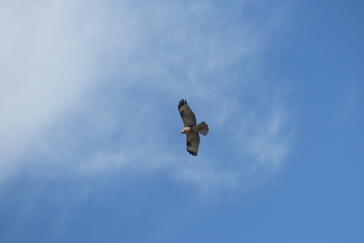 amurvåk - ML645321544