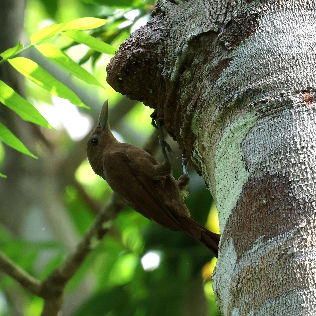 Grimpar à collier - ML645321549