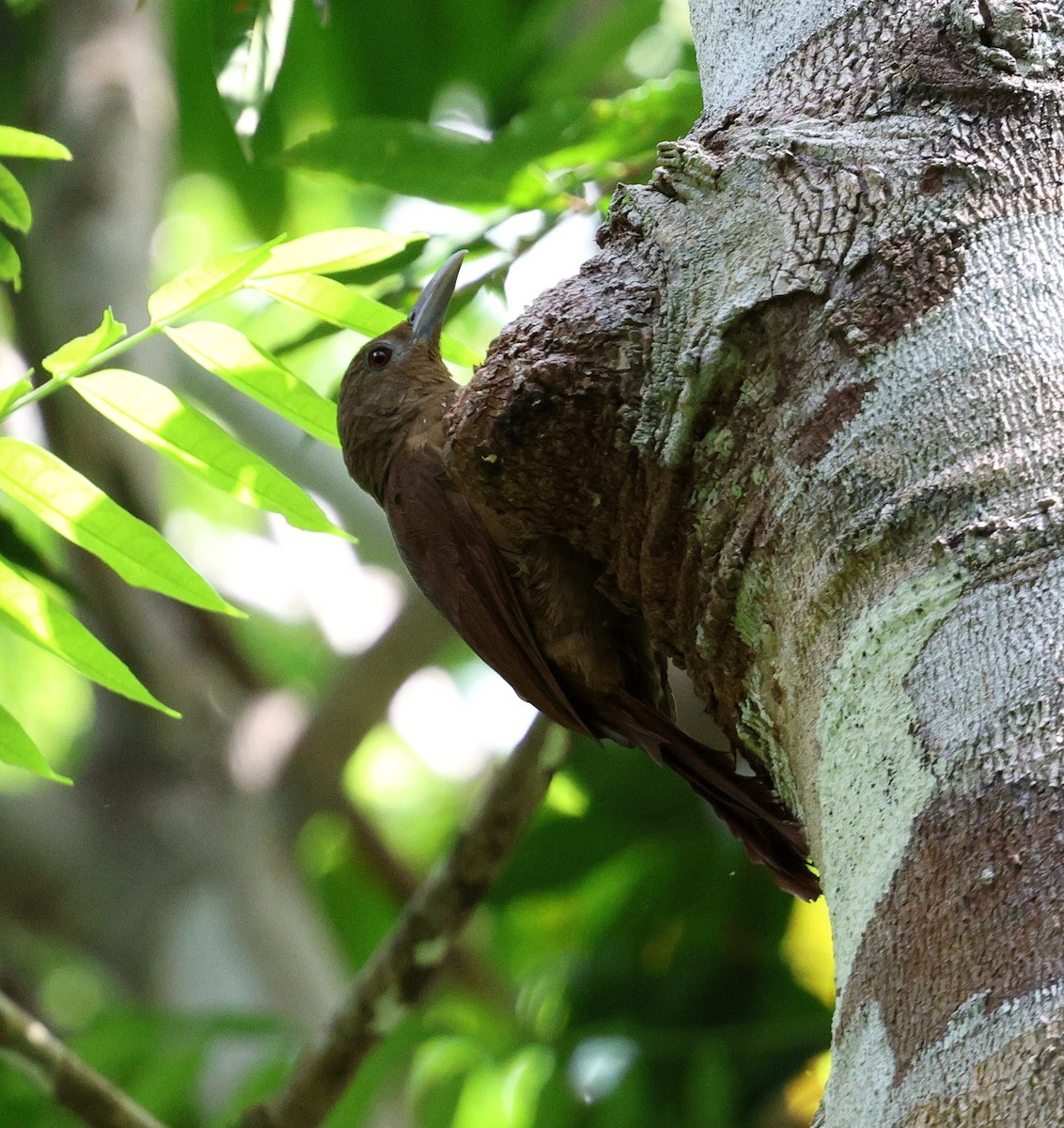 Grimpar à collier - ML645321550