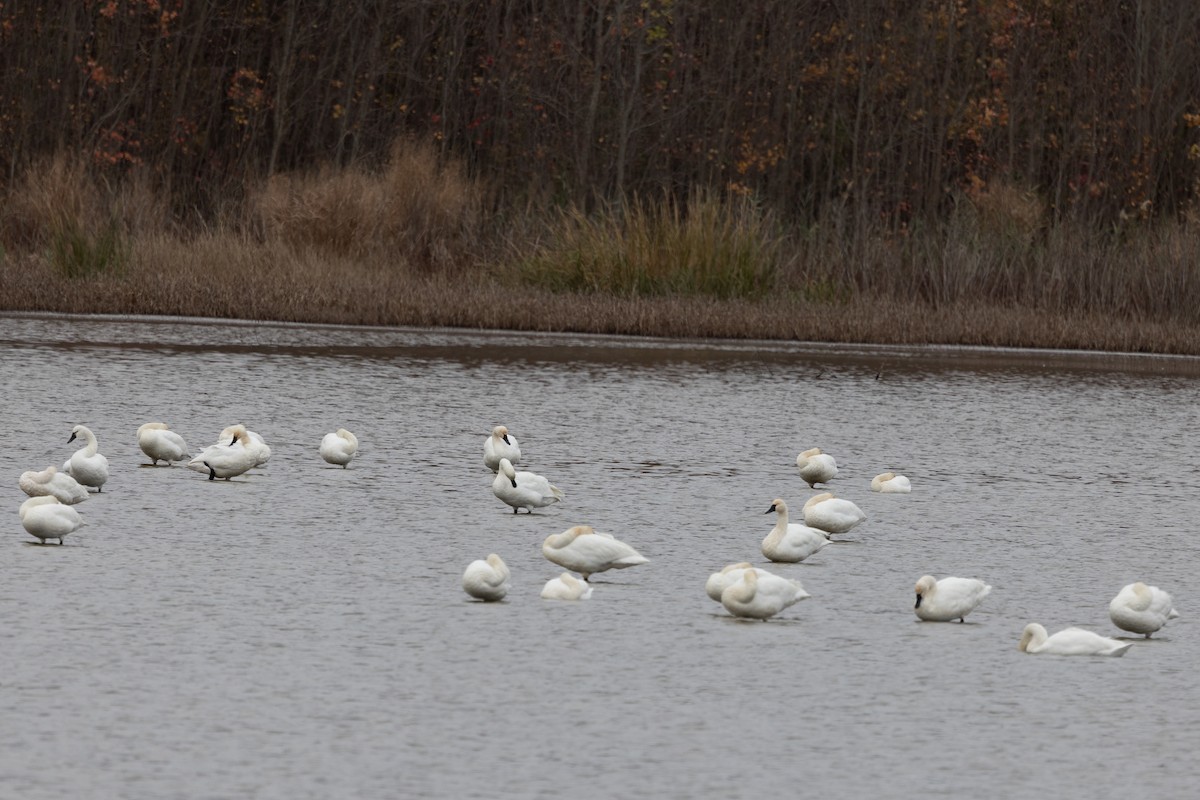 Tundra Swan - ML645321555