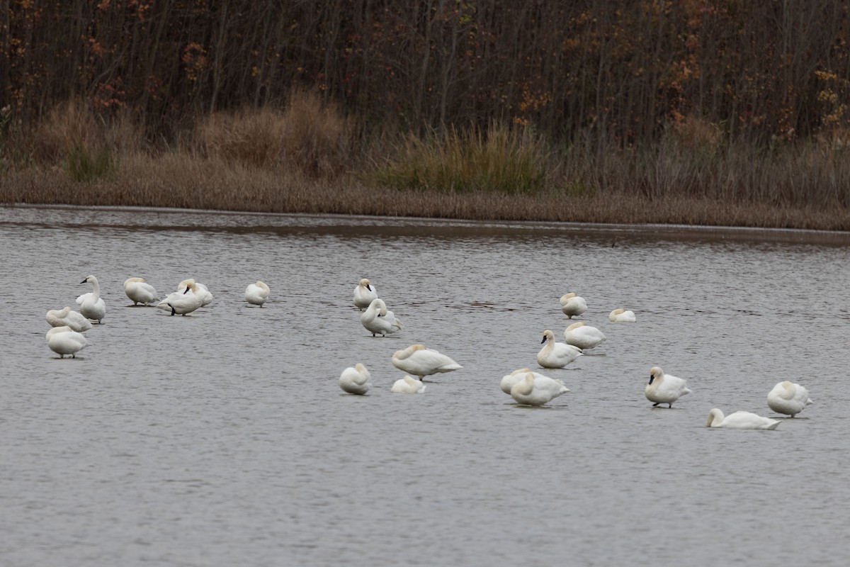 Tundra Swan - ML645321556