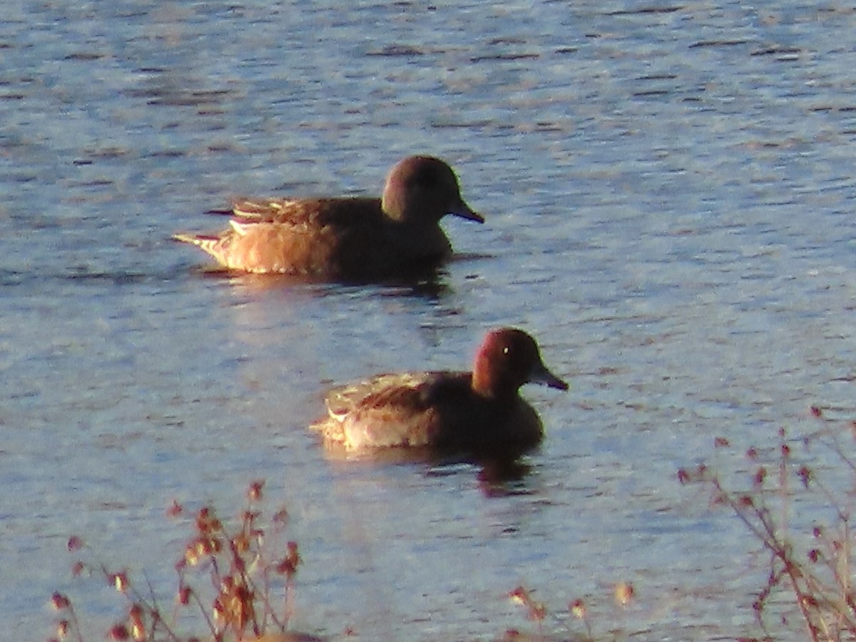 Eurasian Wigeon - ML645321558