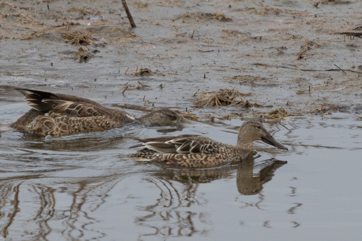 Northern Shoveler - ML645321559