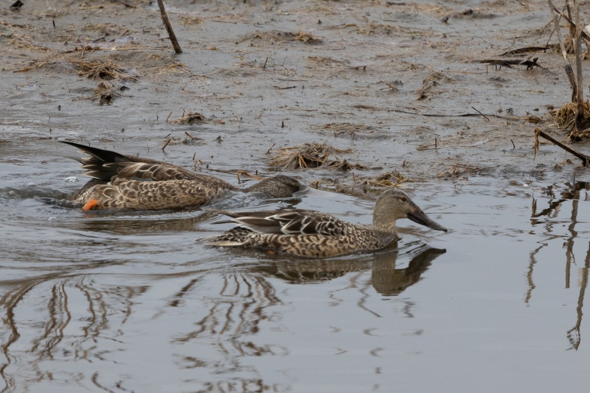 Northern Shoveler - ML645321560