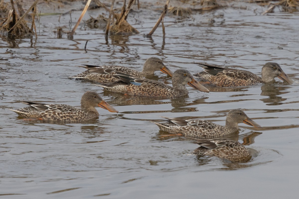 Northern Shoveler - ML645321561