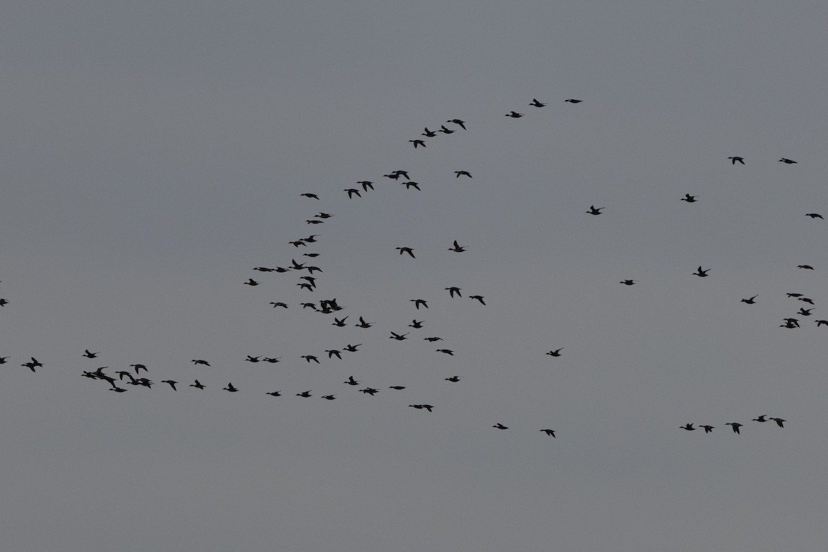 Northern Pintail - ML645321563