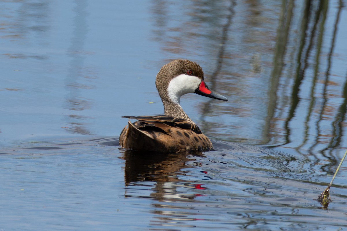 Bahamaente - ML645321571