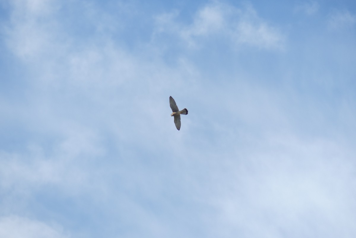 tårnfalk - ML645321601