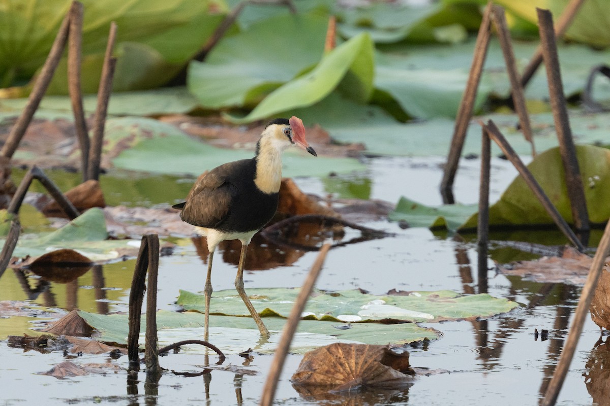 Comb-crested Jacana - ML645321605