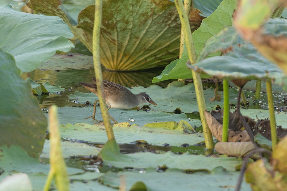 chřástal popelavý - ML645321610