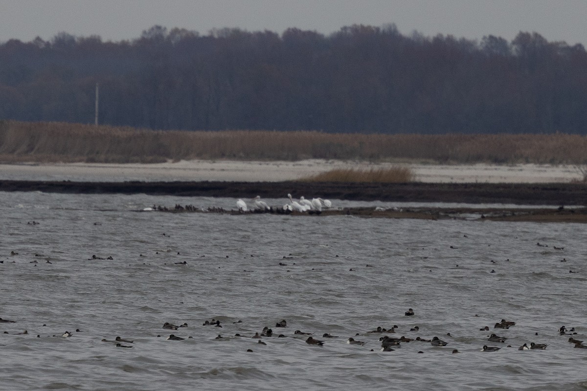 American White Pelican - ML645321627