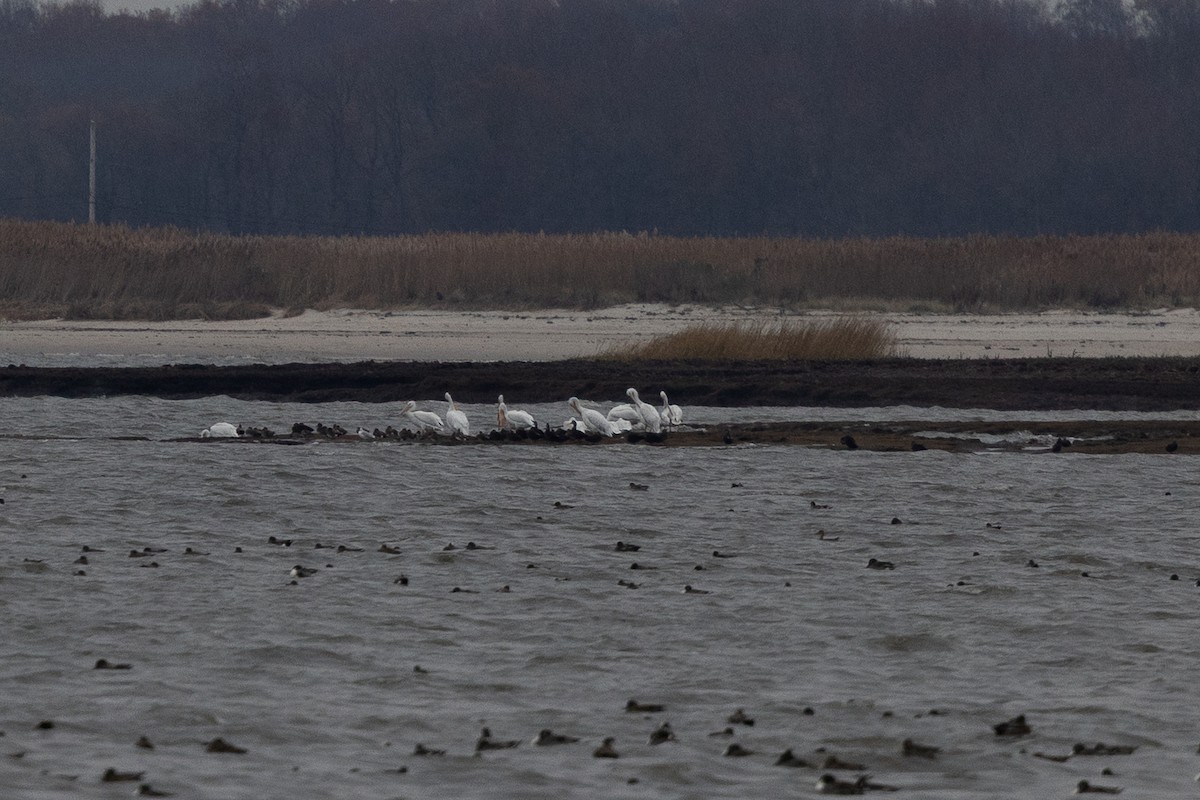 American White Pelican - ML645321628
