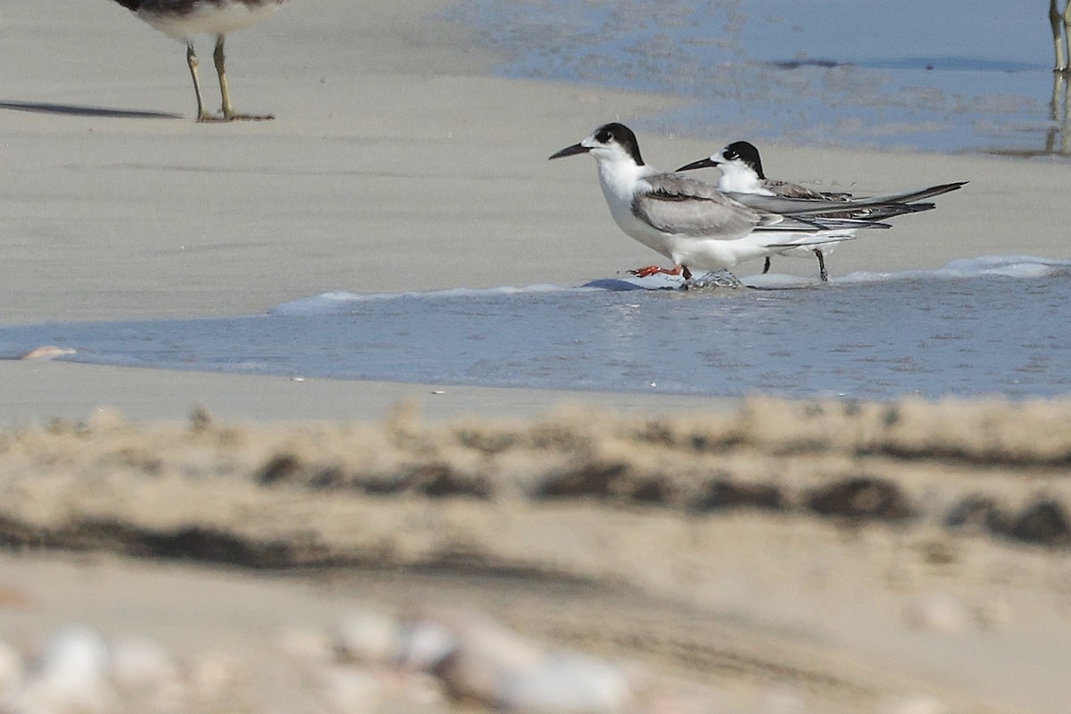 Weißwangen-Seeschwalbe - ML645321634