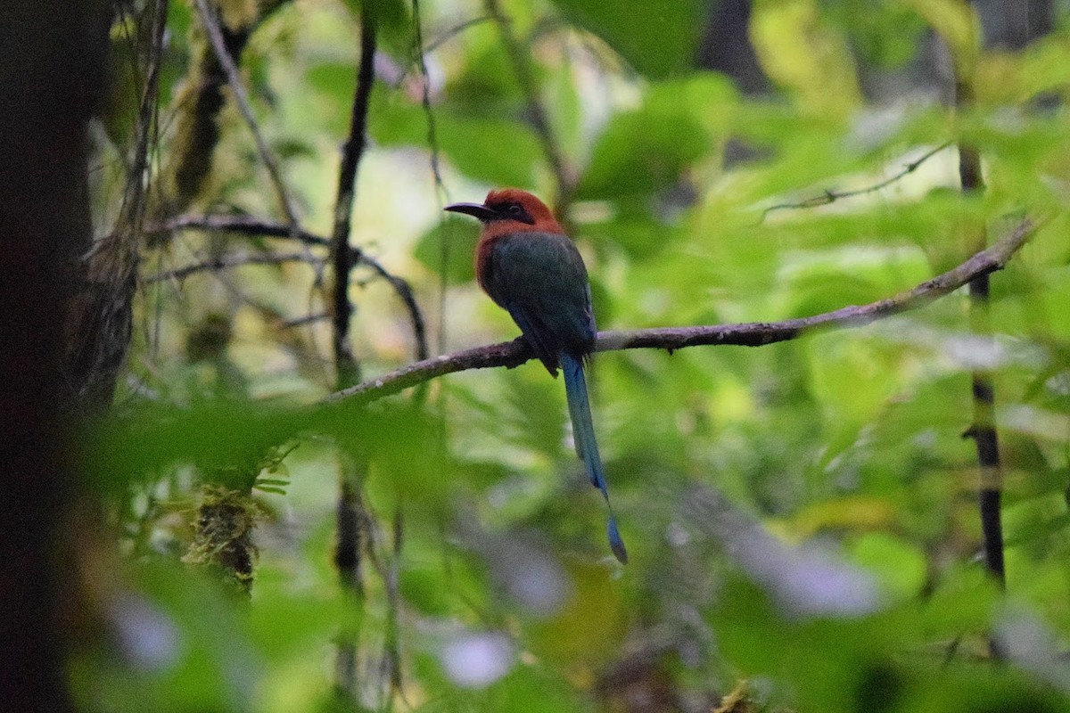 Broad-billed Motmot - ML645321636