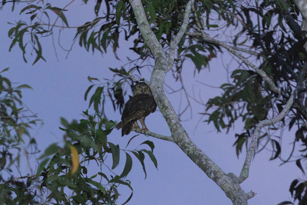 Barking Owl - ML645321638