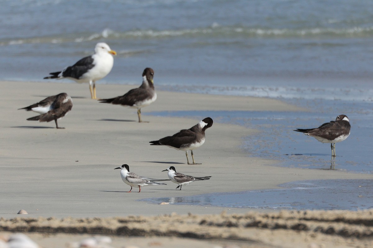 Weißwangen-Seeschwalbe - ML645321642