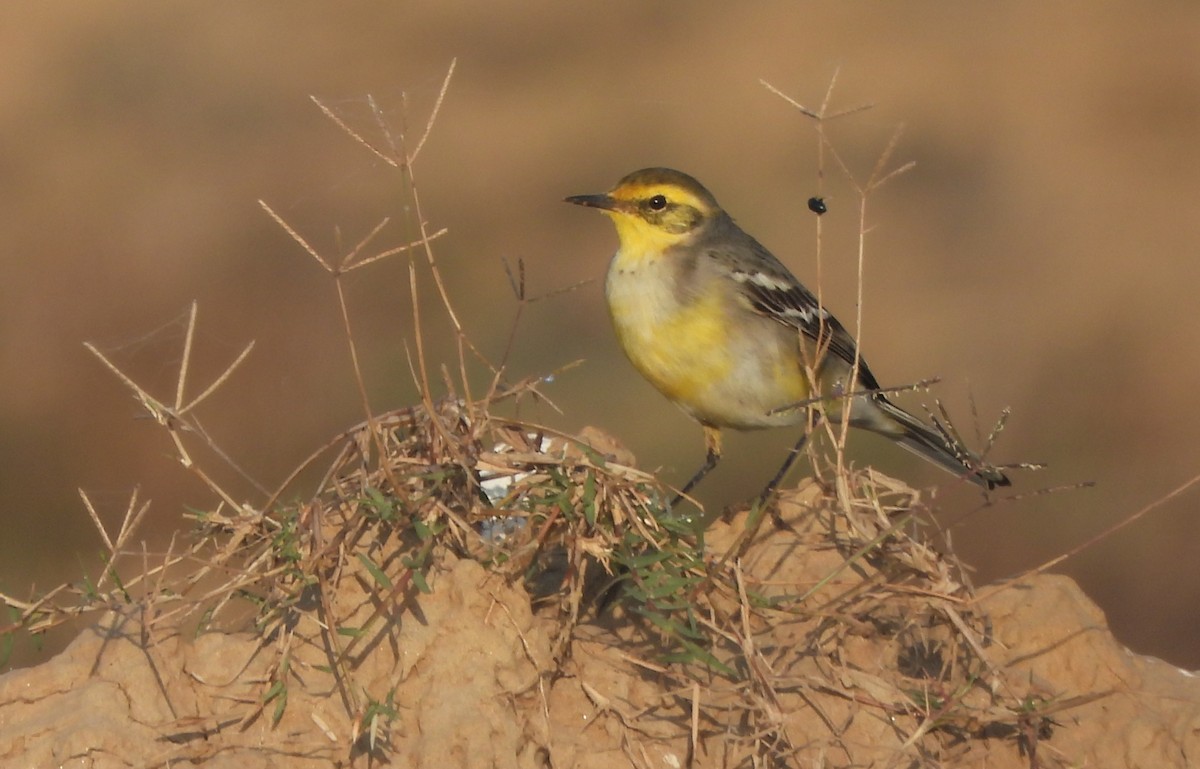 נחליאלי לימוני - ML645321643