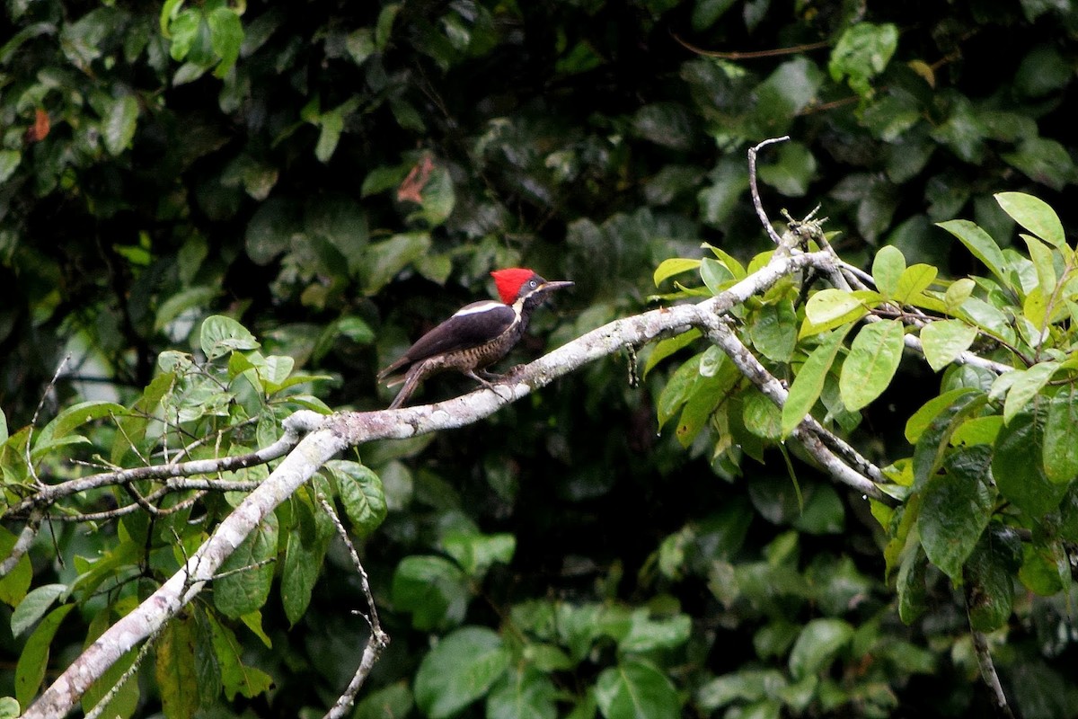 Lineated Woodpecker - ML645321645