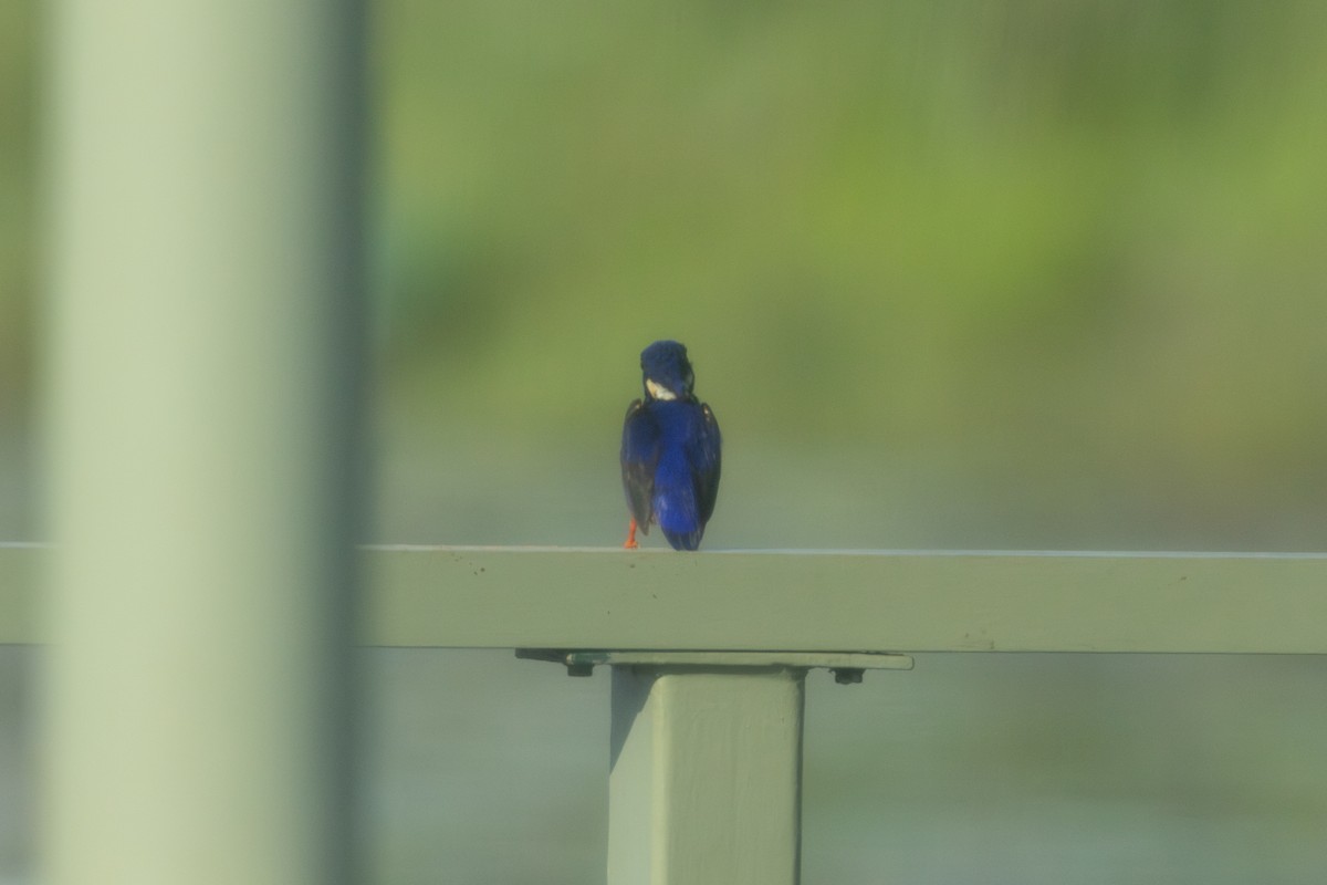 Azure Kingfisher - ML645321646