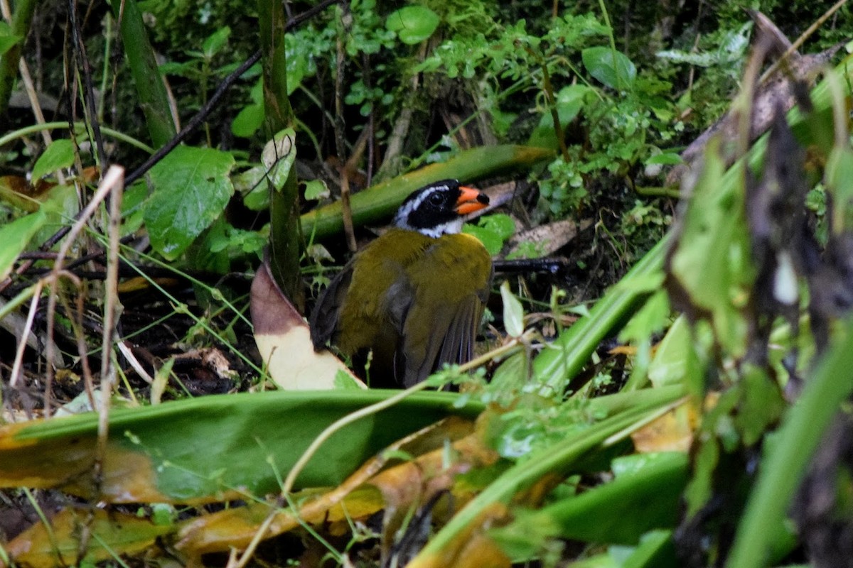 Orange-billed Sparrow - ML645321651