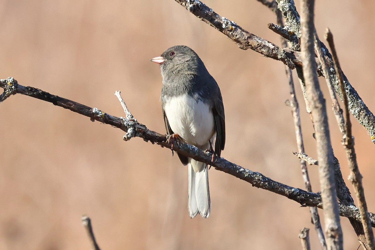 Dark-eyed Junco - ML645321652