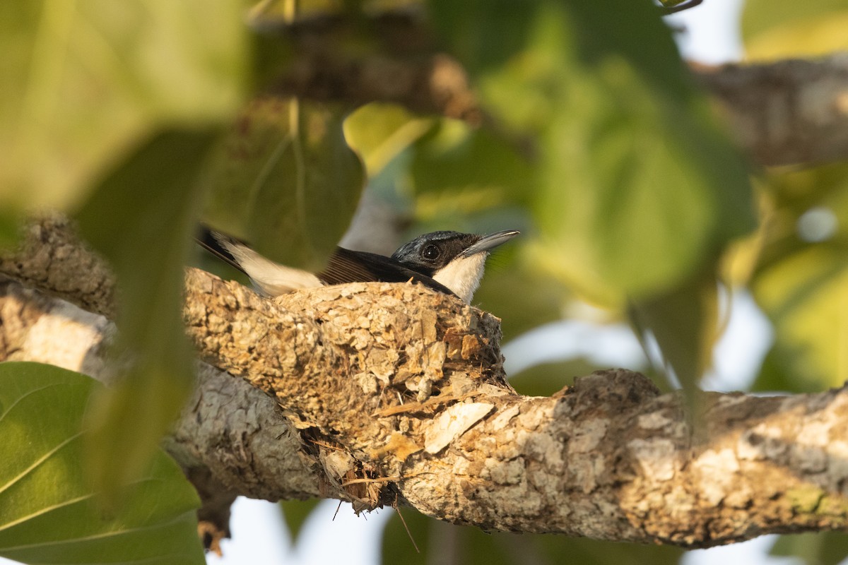 Paperbark Flycatcher - ML645321655