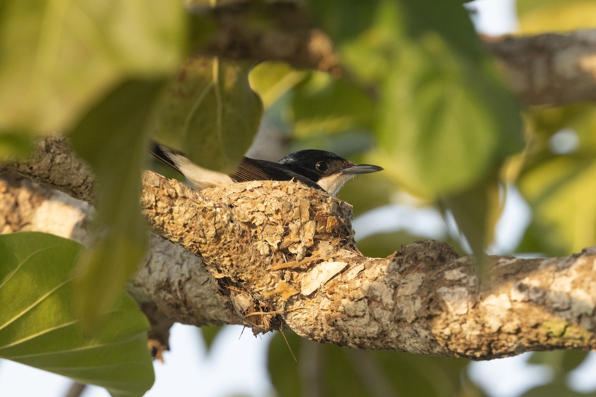 Paperbark Flycatcher - ML645321656