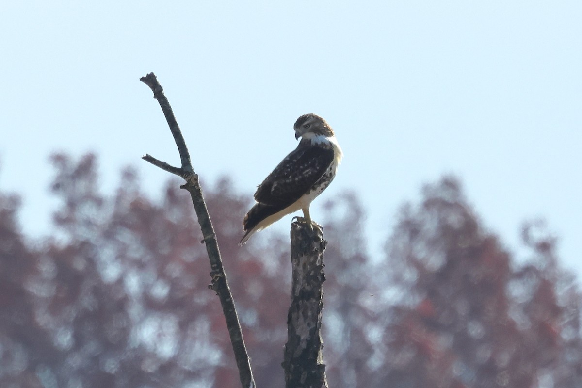 Red-tailed Hawk - ML645321660