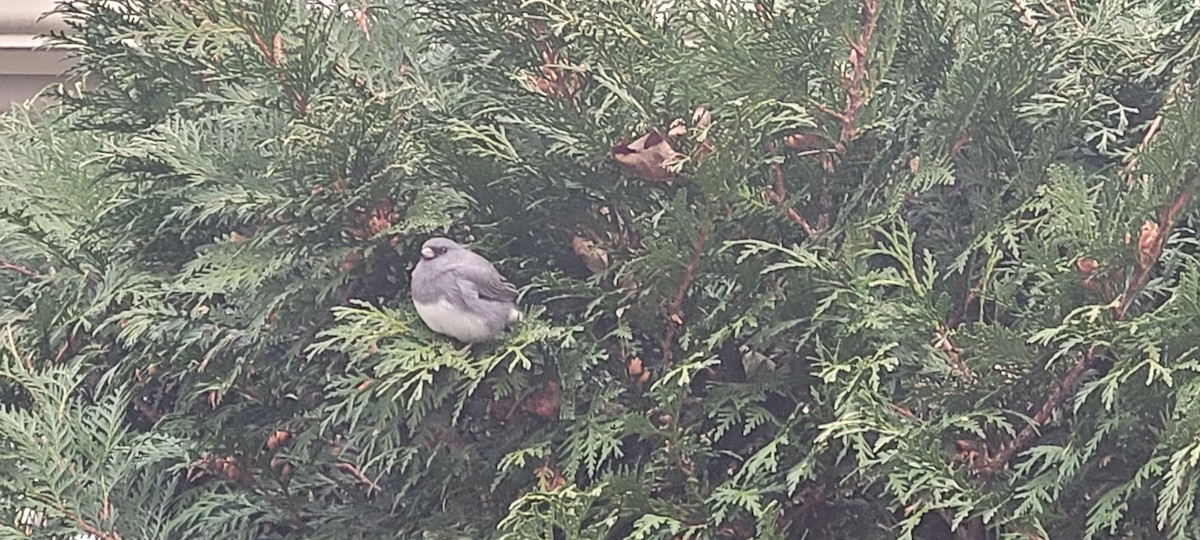 Dark-eyed Junco - ML645321661