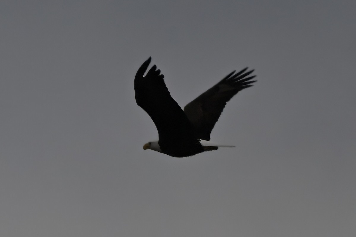 Pygargue à tête blanche - ML645321667