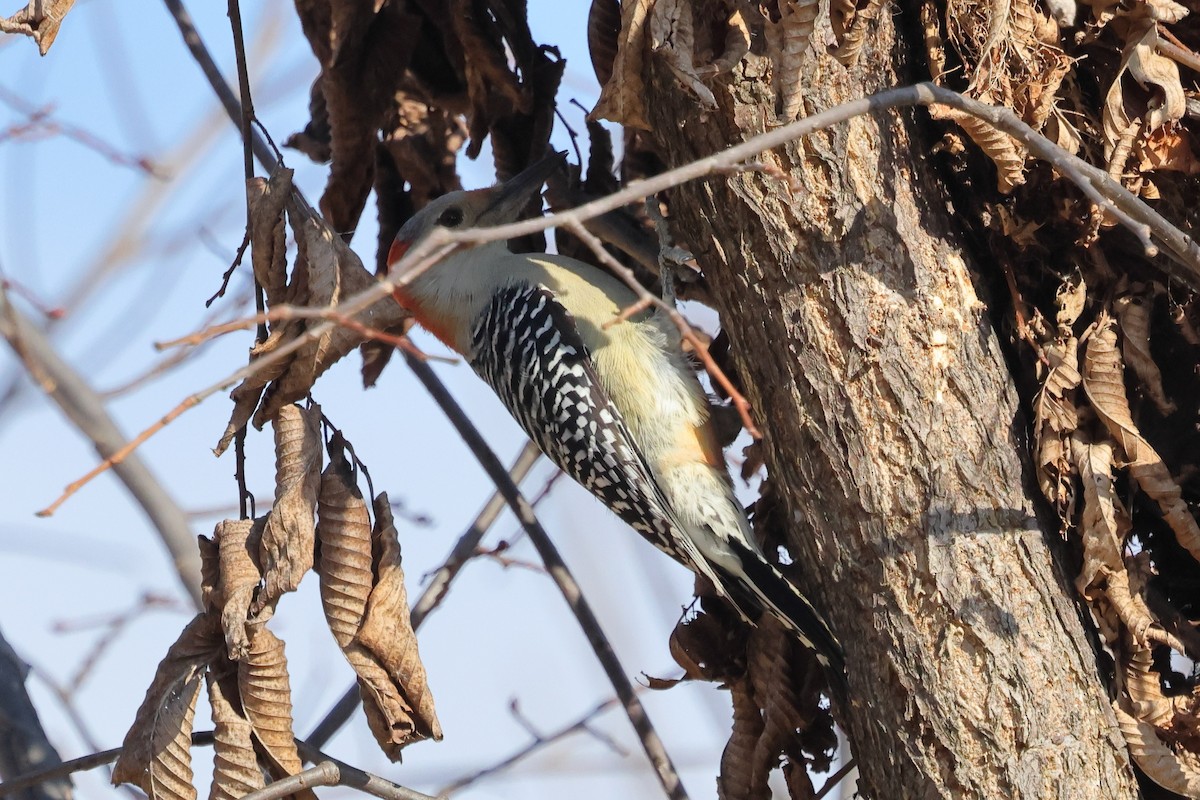 Red-bellied Woodpecker - ML645321672