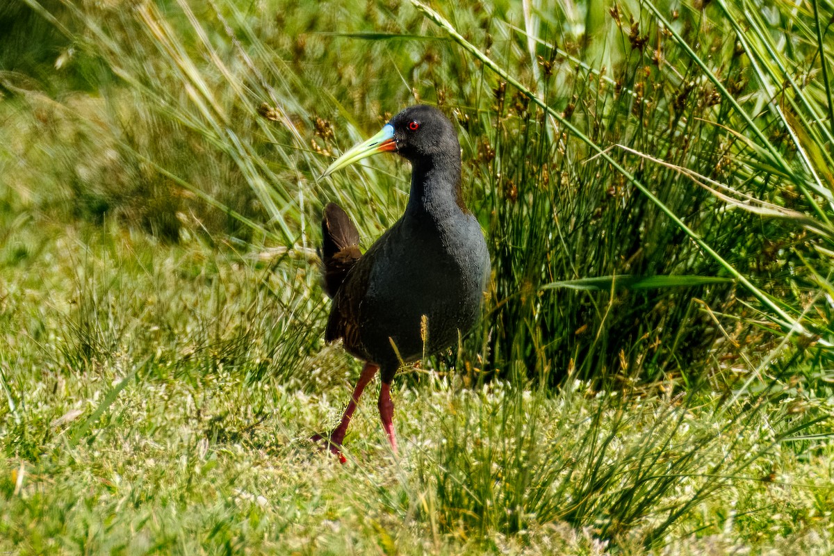 Plumbeous Rail - ML645321673