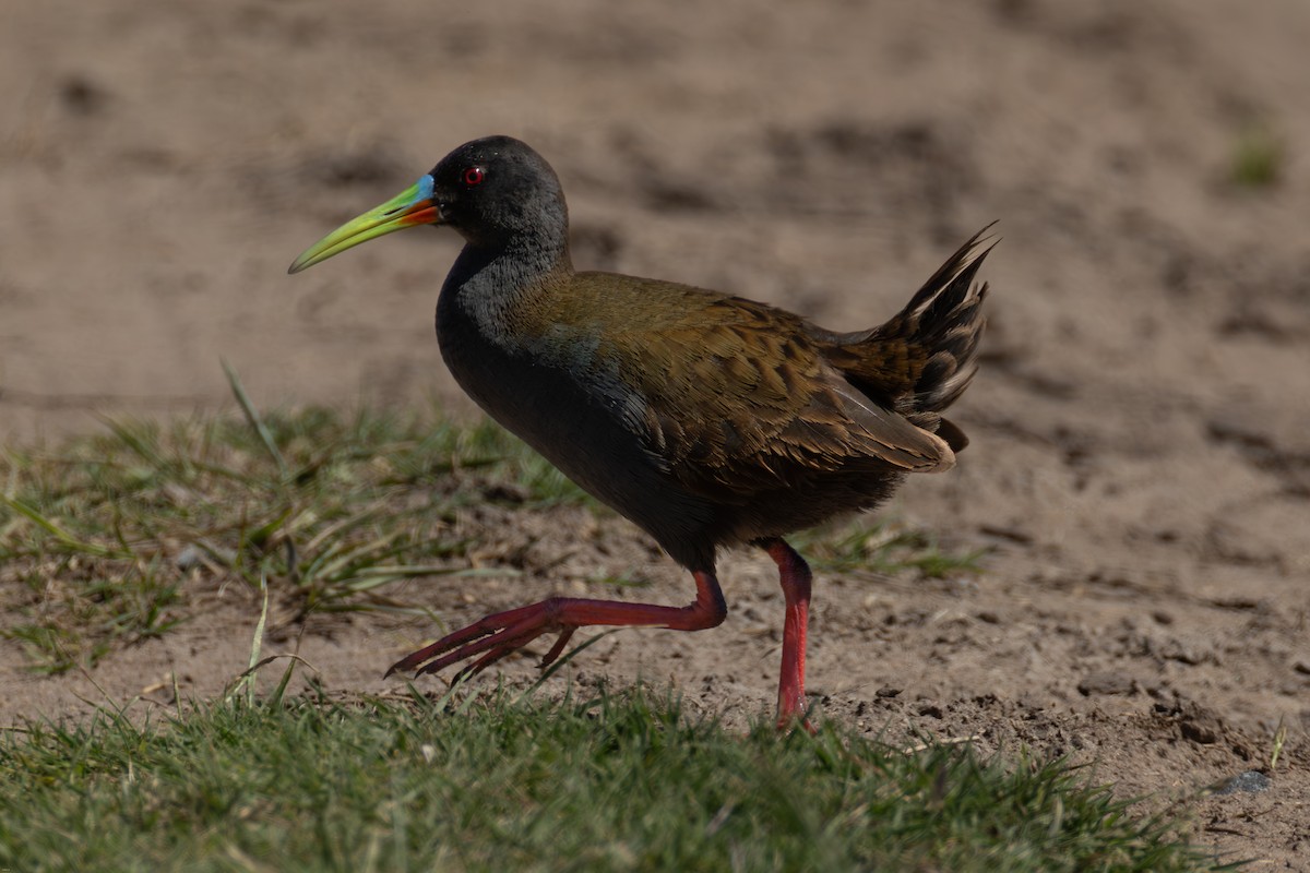 Plumbeous Rail - ML645321674